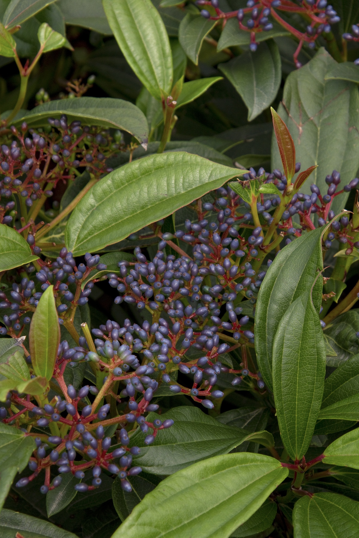 Monrovia David Viburnum - Thumbnail 3