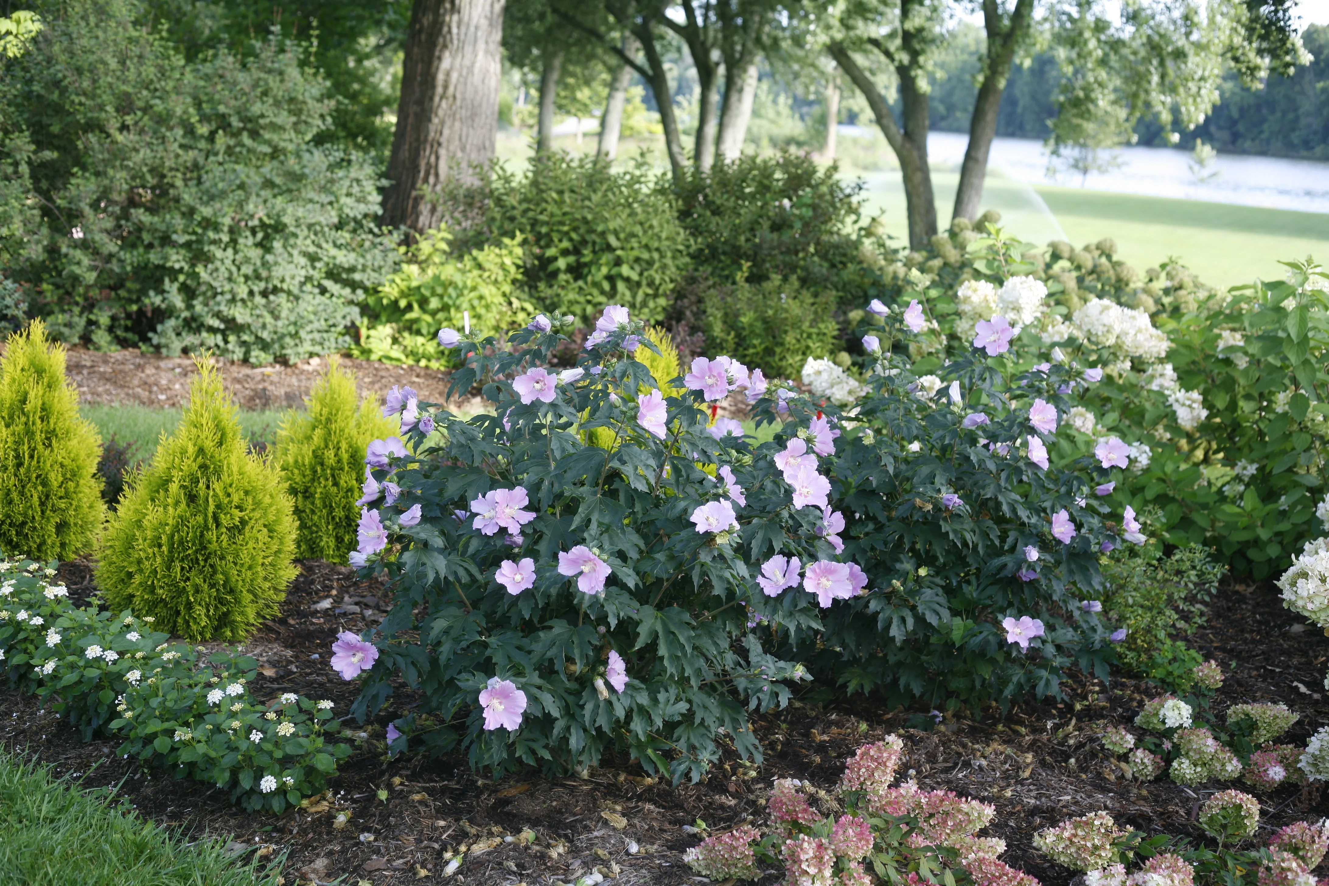 Pollypetite® Rose of Sharon (Hibiscus syriacus 'Rosina') displaying lavender-pink flowers with dark green foliage in a mixed perennial border, showing mature landscape planting with companion shrubs and flowers to illustrate garden design integration.