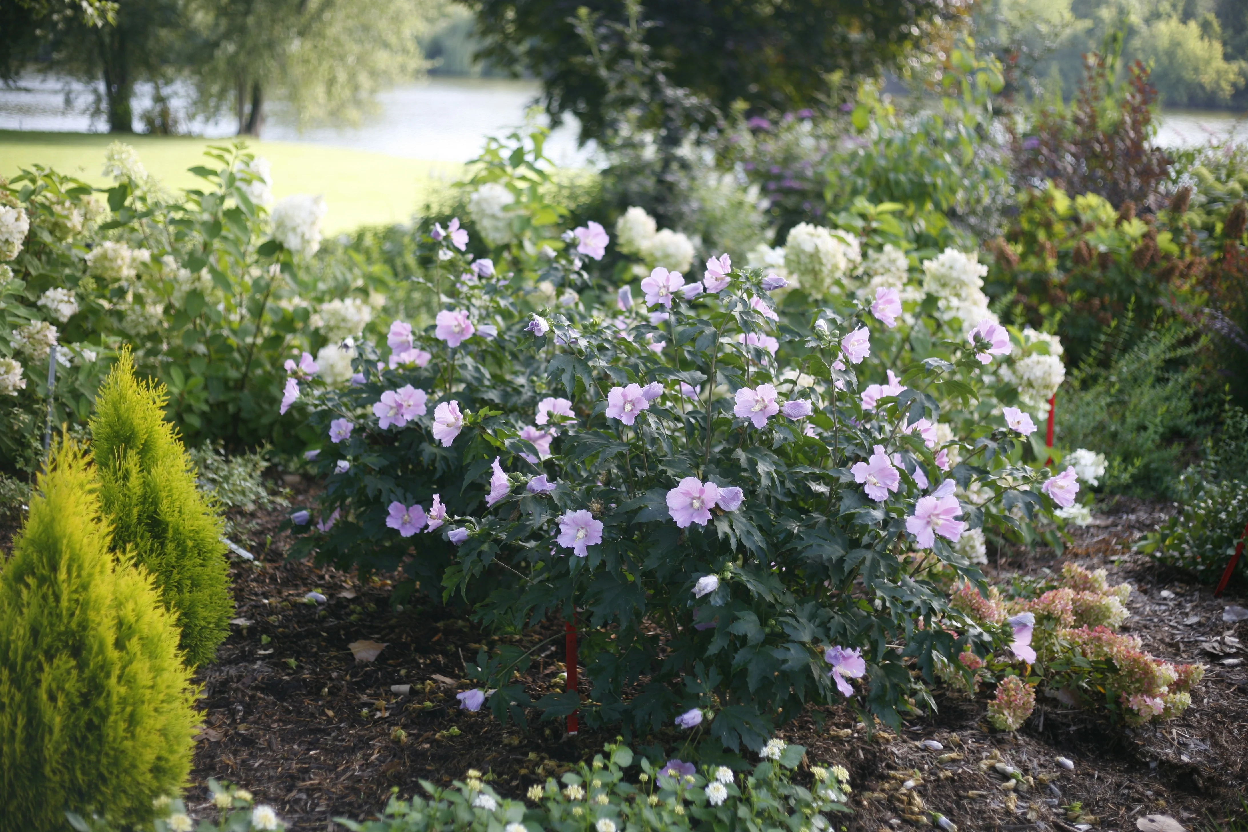 Pollypetite® Rose of Sharon (Hibiscus syriacus 'Rosina') in full bloom within a mixed garden border, displaying abundant lavender-pink flowers with darker centers against deep green foliage, demonstrating mature flowering size in a landscape setting.