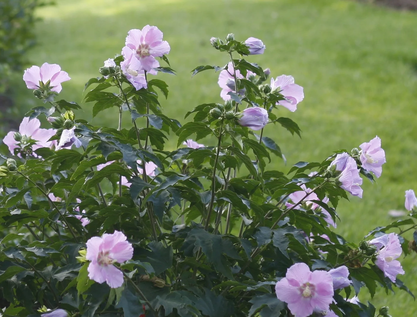Pollypetite® Rose of Sharon (Hibiscus x syriacus 'Rosina') displaying pale pink and purple flowers with visible stamens, growing as a full flowering shrub in a garden setting, demonstrating mature bloom abundance and form.
