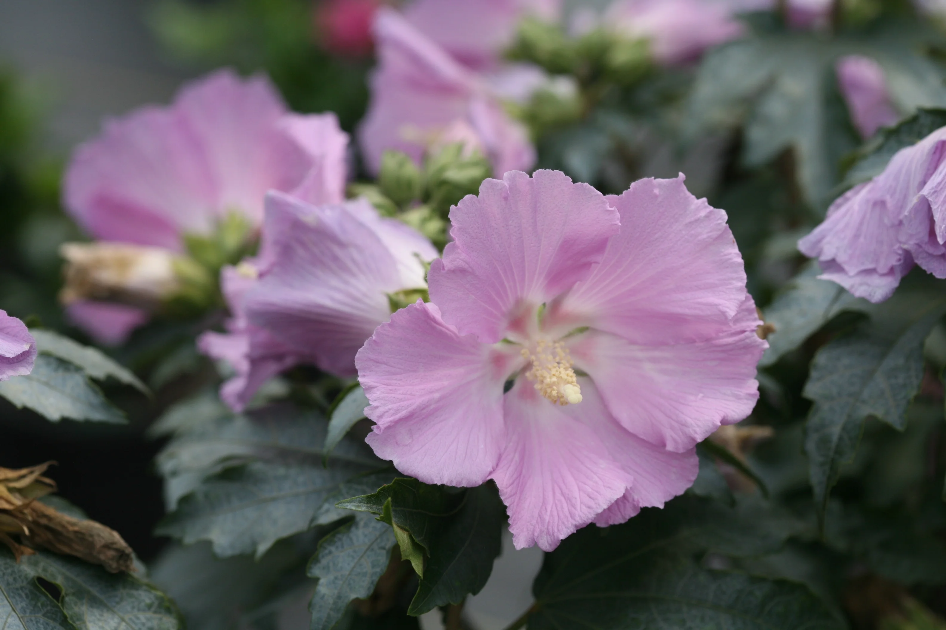 Close-up of a single pale pink Hibiscus x syriacus 'Rosina' flower with delicate, ruffled petals and a pale yellow center stamen, surrounded by dark green foliage and unopened buds, showing the compact bloom size of Pollypetite® Rose of Sharon.