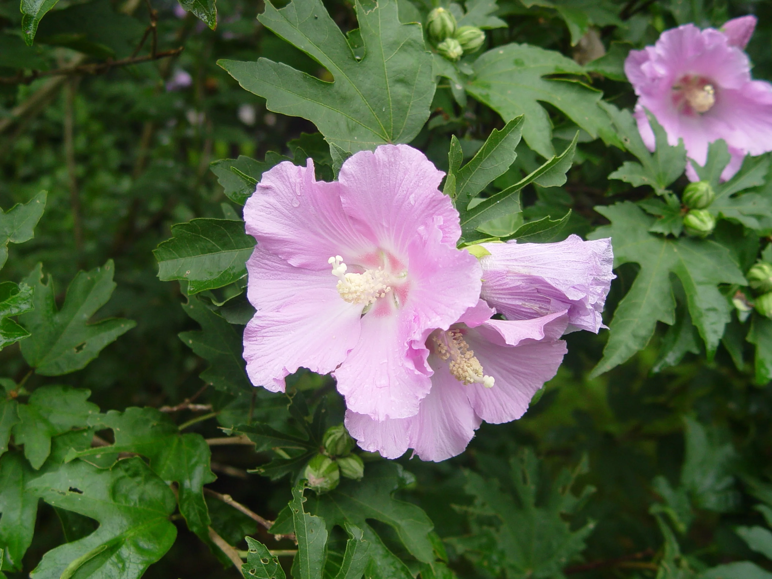 Pollypetite® Rose of Sharon (Hibiscus syriacus 'Rosina') displaying soft pink ruffled flowers with cream-yellow stamens and lobed green foliage, shown in close-up with blooms and unopened buds visible among garden growth.