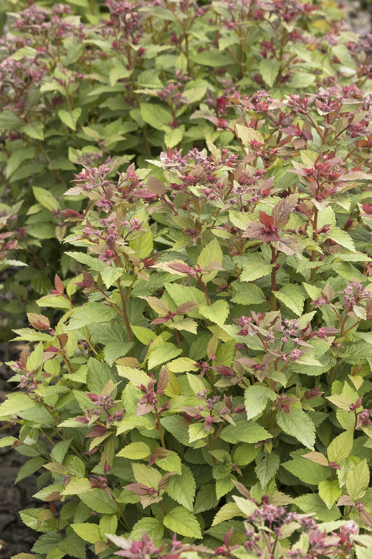 Lil' Flirt Spirea, Spiraea japonica 'SMSJMLA' PP #30,591, Monrovia