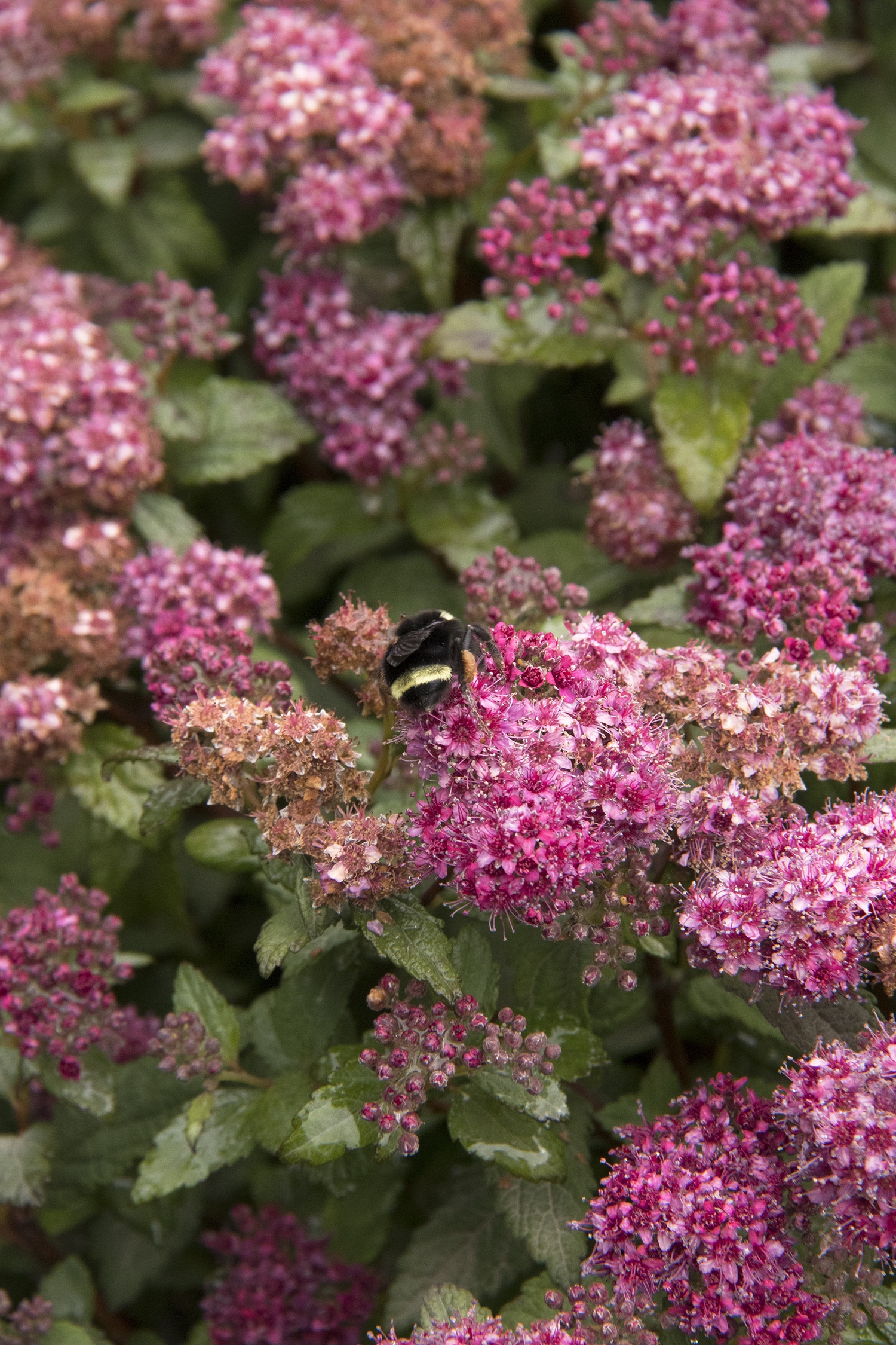 Lil' Flirt Spirea, Spiraea japonica 'SMSJMLA' PP #30,591, Monrovia