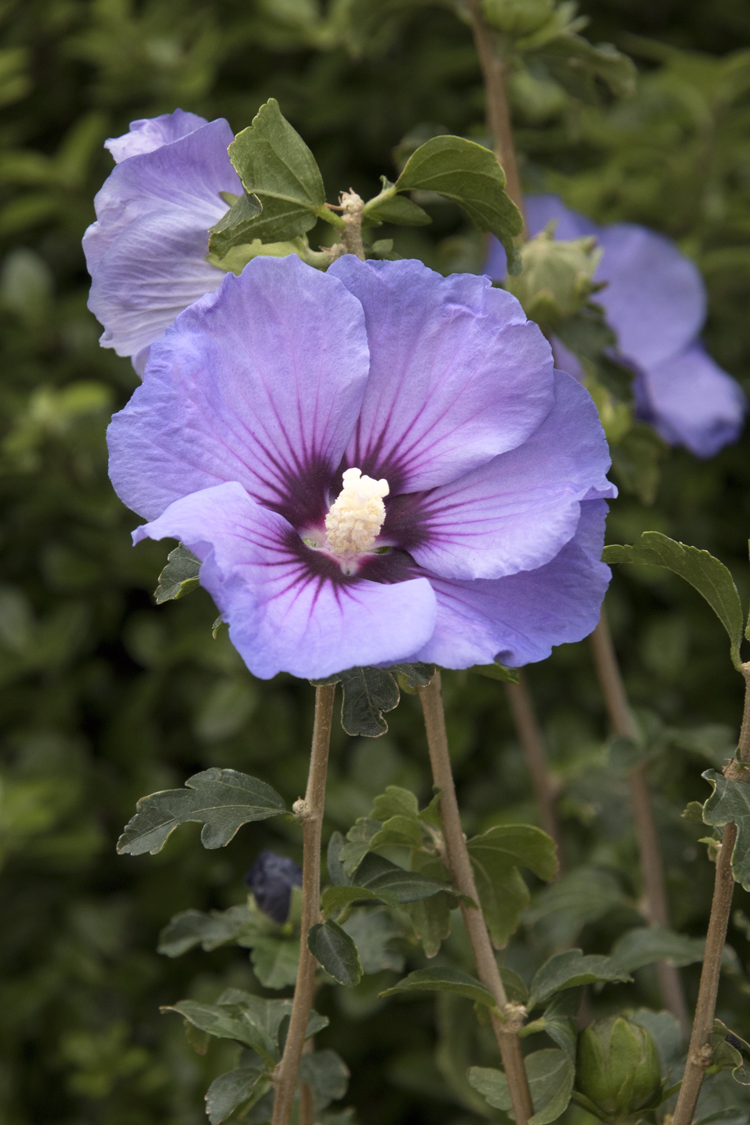 Chateau® de Versailles Rose of Sharon, Monrovia Plant