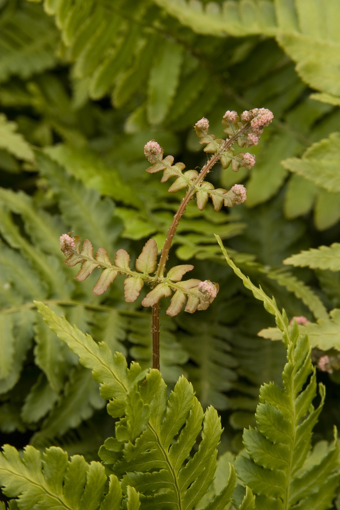 Autumn Fern, Dryopteris erythrosora, Monrovia Plant