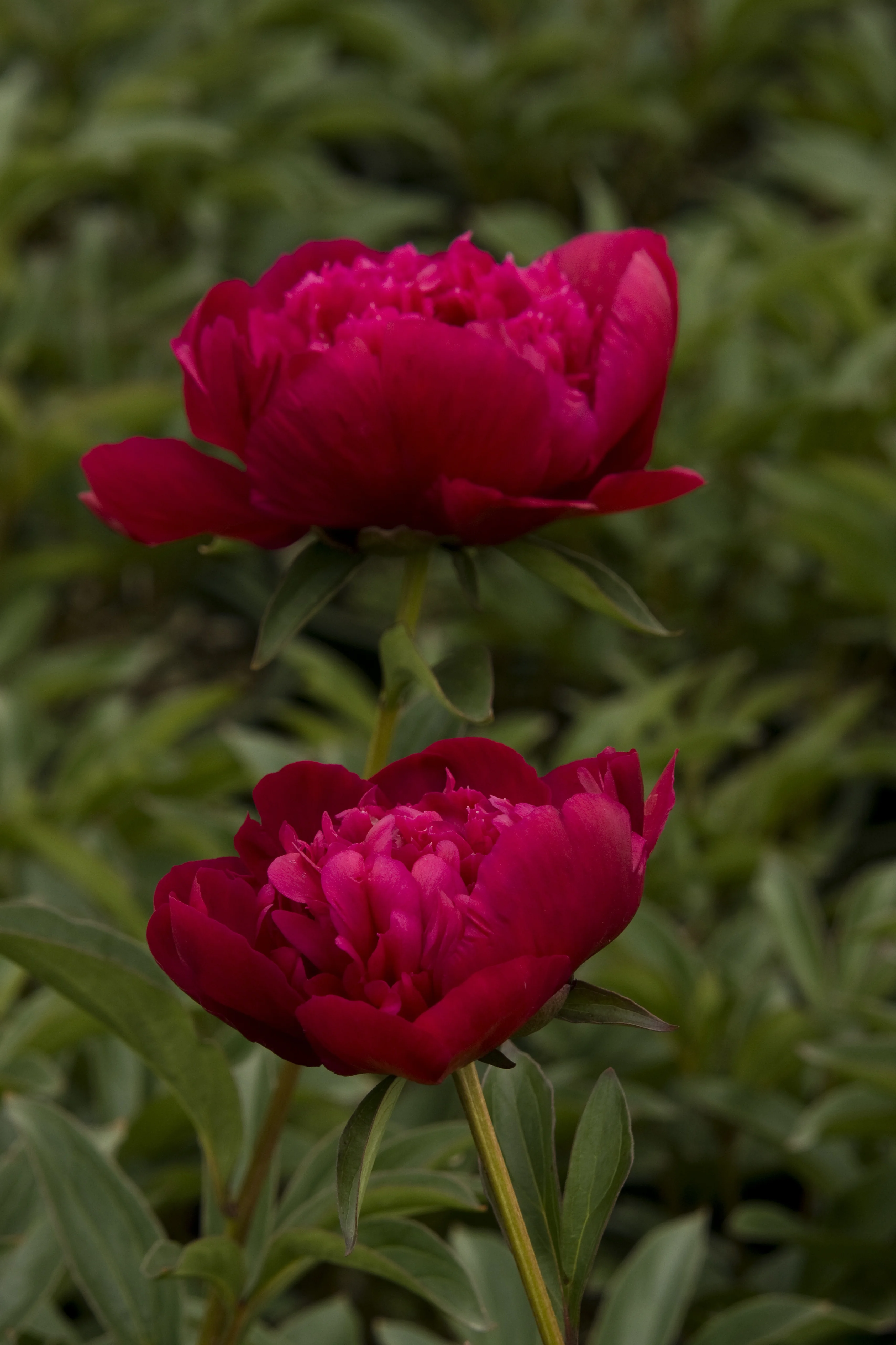 Two deep crimson double peony flowers with full, ruffled petals on green stems with compound foliage, shown in close-up to display the bloom form and rich color of Paeonia lactiflora 'Inspecteur Lavergne'.