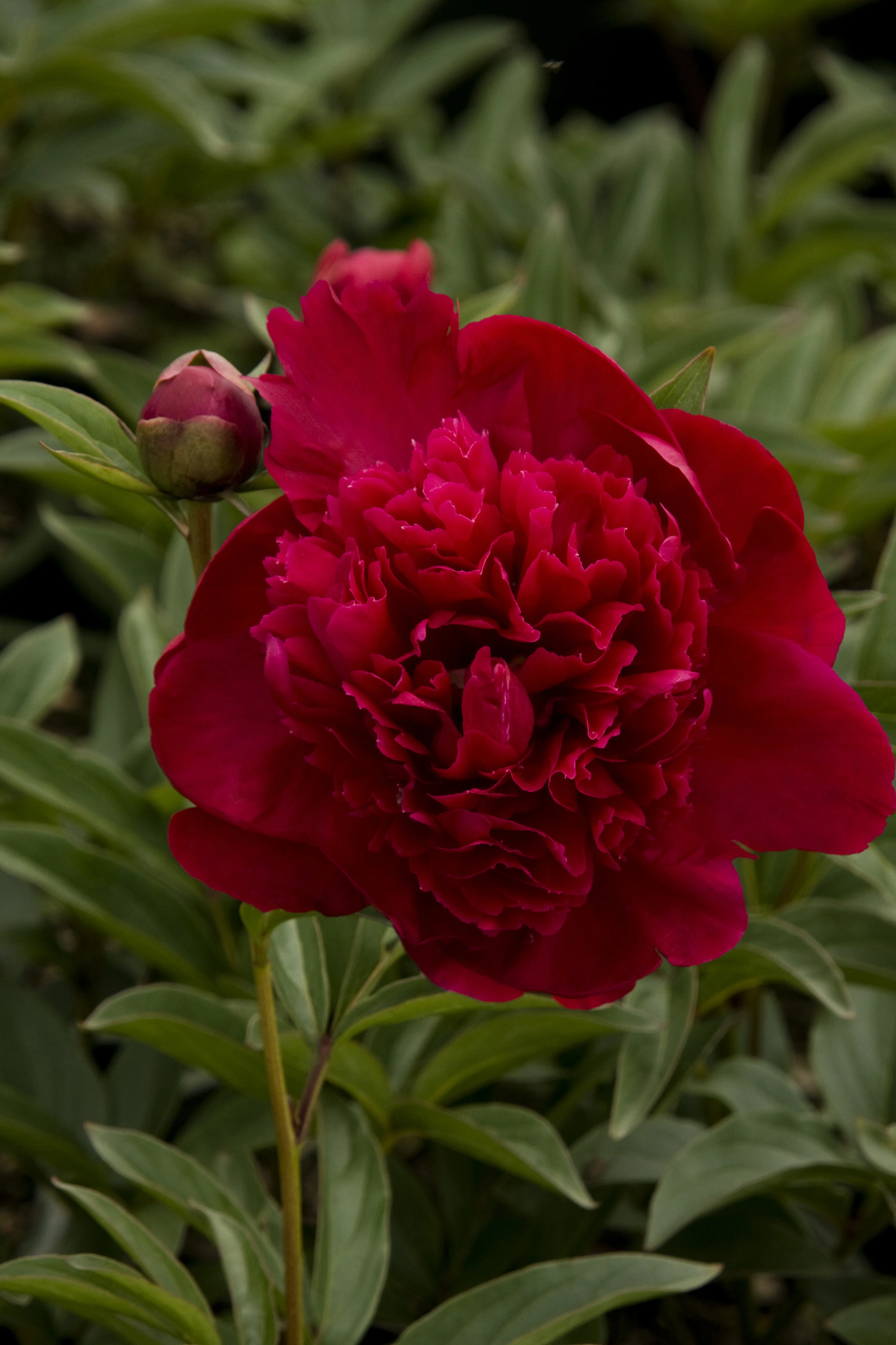 Deep crimson double peony bloom with densely layered petals, shown in close-up with an unopened bud and green foliage nearby, demonstrating full flower form at peak bloom.