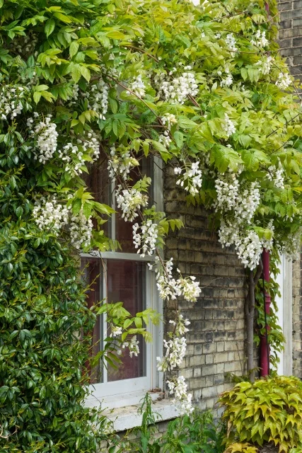 Howard Rice / GAP photos