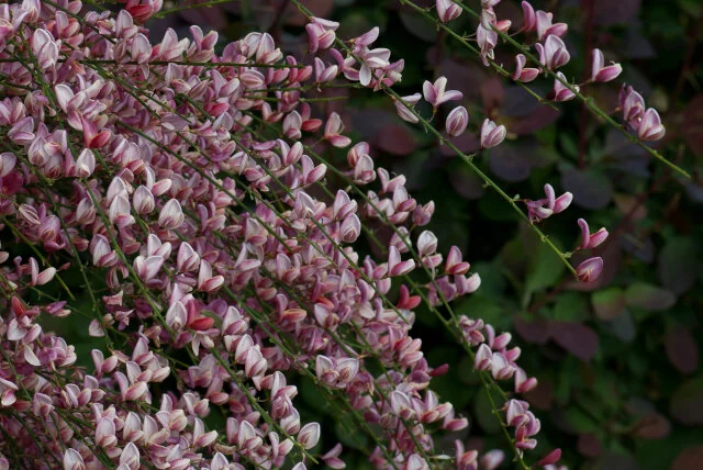 Holland Broom (Cytisus x praecox 'Hollandia') displaying dense clusters of small pink and white bicolor flowers along upright green stems, photographed in full bloom to show the shrub's profuse flowering habit.
