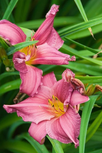 Close-up of Summer Wine Daylily (Hemerocallis 'Summer Wine') showing vibrant pink trumpet-shaped flowers with yellow and burgundy centers among green strap-like foliage, displaying the bloom's ruffled petals and characteristic daylily form.
