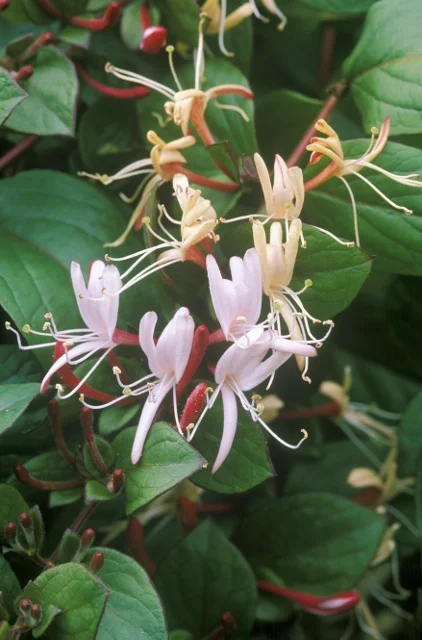 Howard Rice / GAP Photos