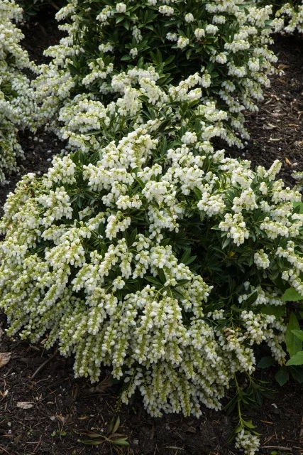 Jerry Pavia / GAP Photos