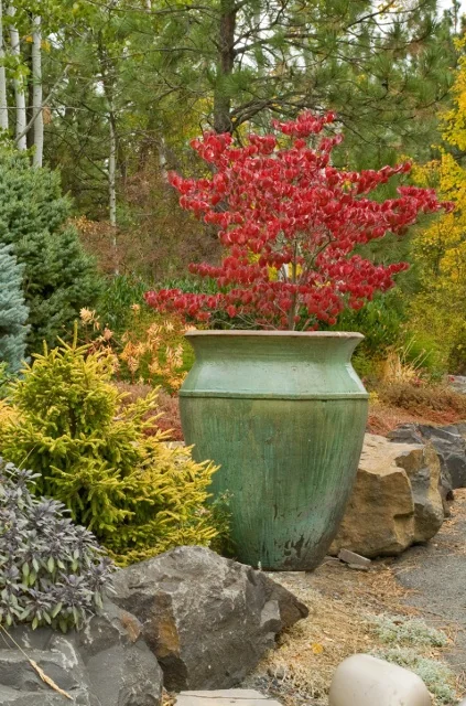 Cherokee Chief Flowering Dogwood (Cornus florida 'Cherokee Chief') with vibrant red fall foliage displayed in a large sage-green container in a woodland garden setting, demonstrating mature seasonal color and landscape presence.