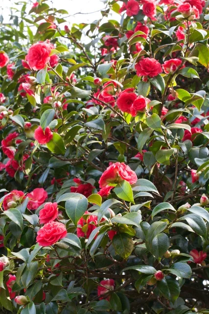 Rob Whitworth / GAP Photos