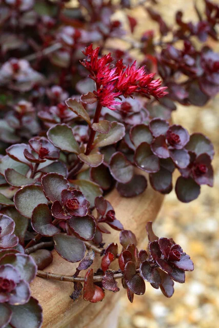 Dragon's Blood Stonecrop, Sedum spurium 'Dragon's Blood', Monrovia Plant