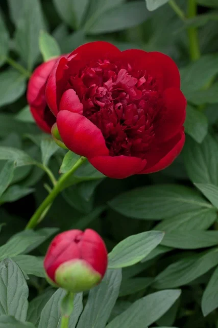 Michael Howes / GAP Photos /Kelway Plant