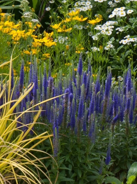 First Glory Veronica with deep blue-purple flower spikes rising among yellow dandelions, white daisies, and ornamental grass in a mixed garden border, displaying the plant's mature height and flowering habit.