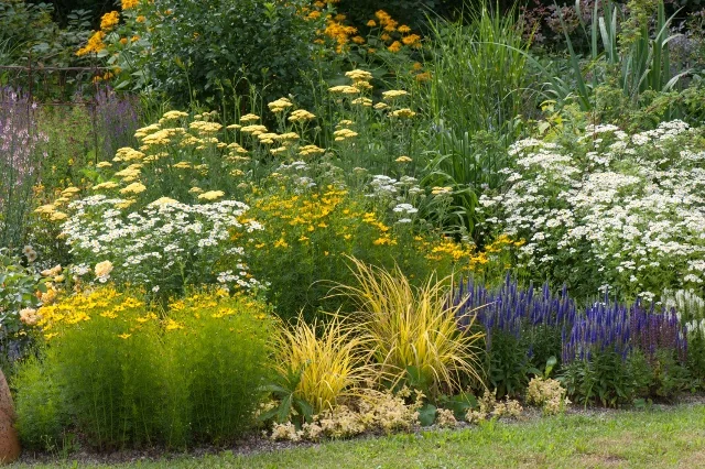 First Glory Veronica (Veronica longifolia 'Alllord') displaying deep purple-blue flower spikes in a mixed perennial border, surrounded by yellow yarrow, white daisy-like flowers, and golden ornamental grasses, showing mature landscape planting design.