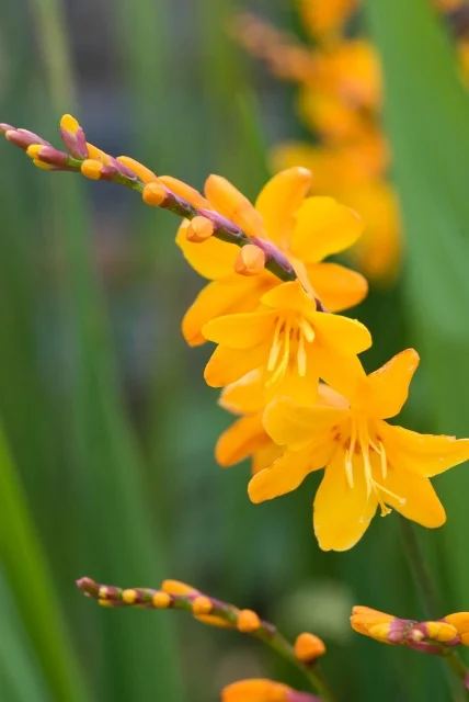 Heather Edwards / GAP Photos