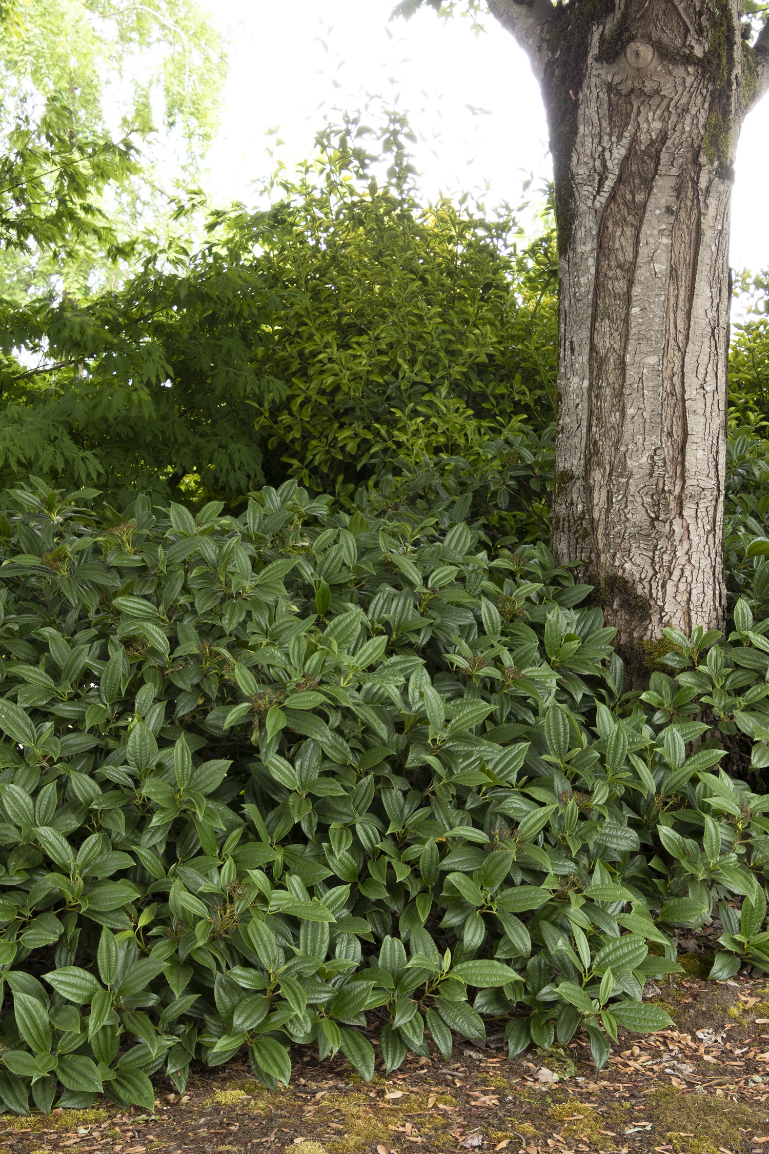 Monrovia David Viburnum - Thumbnail 5