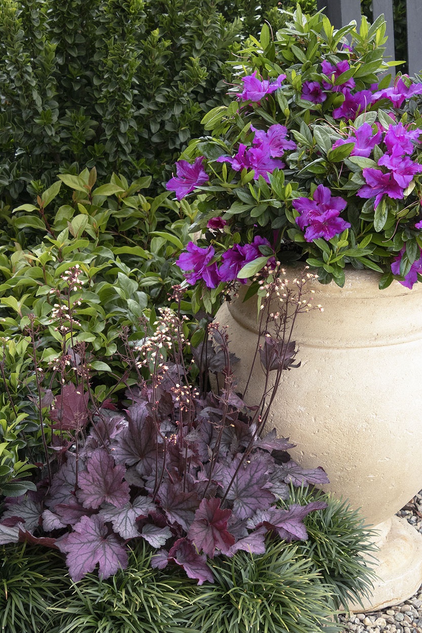 Double Shot® Grape Azalea, Rhododendron x 'RLH1-14P14' PP #24,751