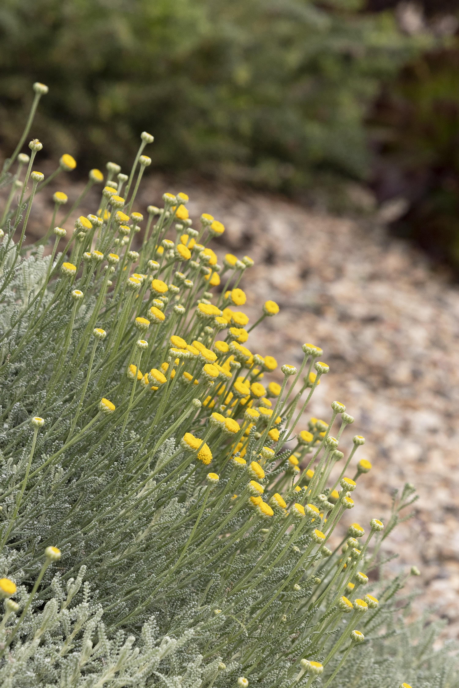 Lavender Cotton, Santolina chamaecyparissus, Monrovia Plant