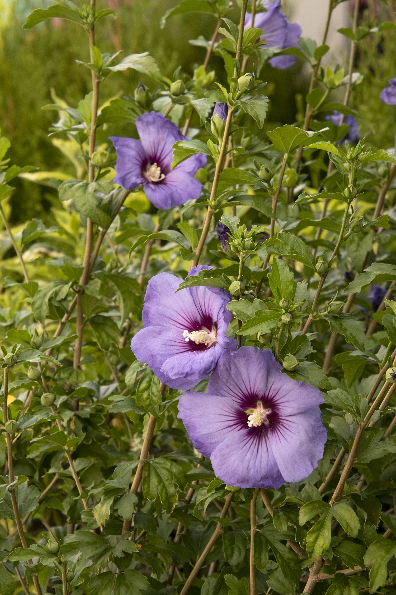 ディシラ　エベイユドゥローズ Chateau® de Versailles Rose of Sharon, Monrovia Plant
