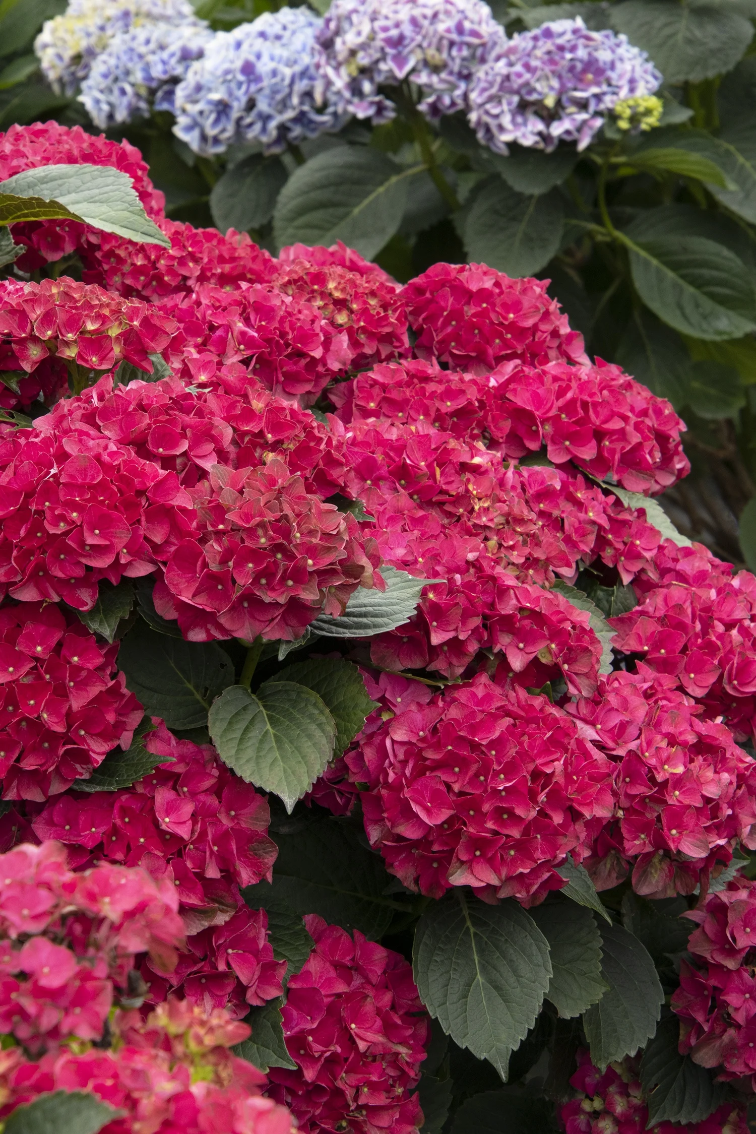 ©Doreen Wynja for Monrovia