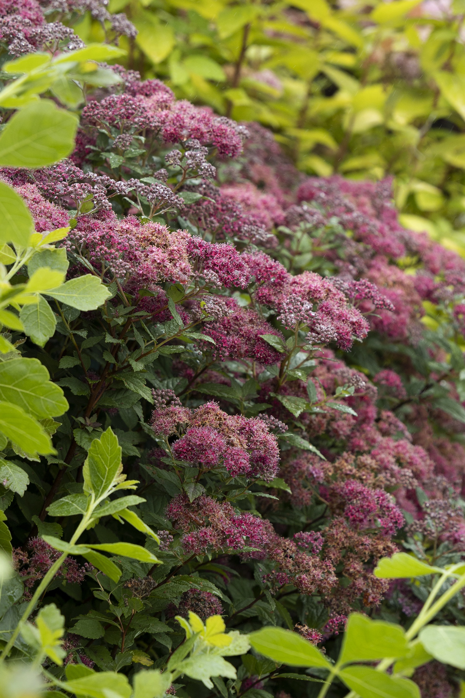 Lil' Flirt Spirea, Spiraea japonica 'SMSJMLA' PP #30,591, Monrovia