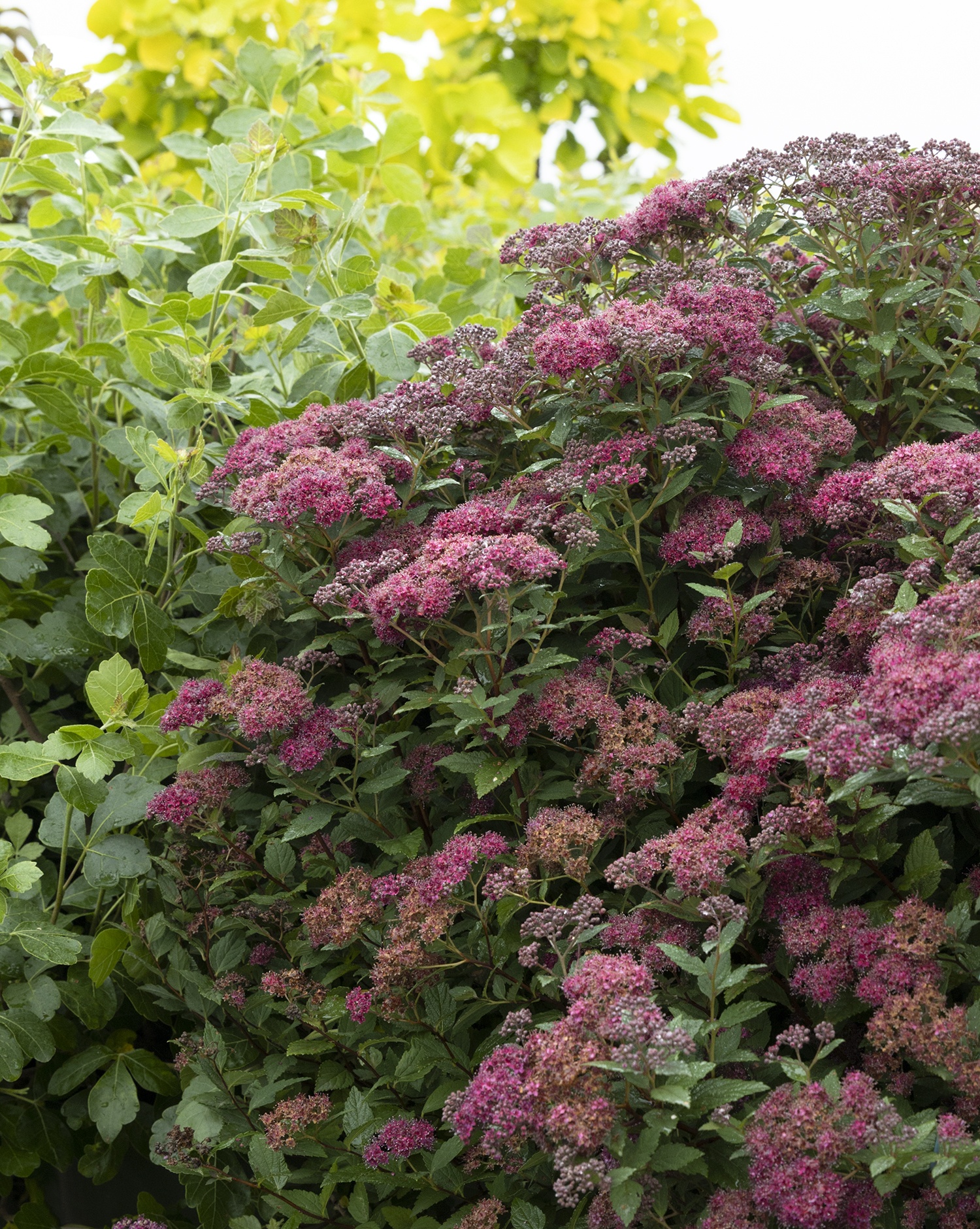 Lil' Flirt Spirea, Spiraea japonica 'SMSJMLA' PP #30,591, Monrovia