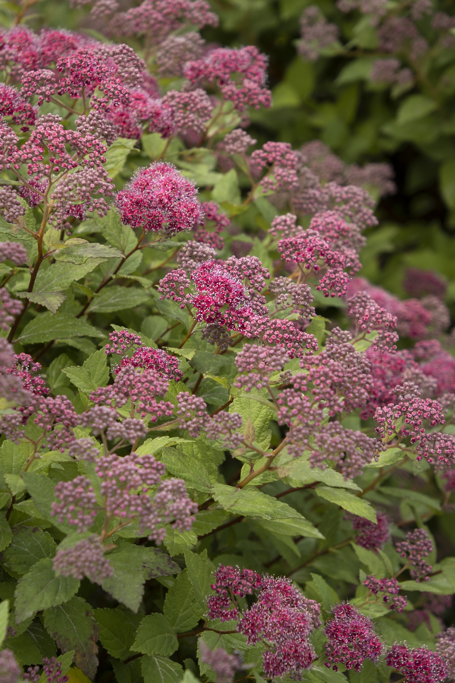 Lil' Flirt Spirea, Spiraea japonica 'SMSJMLA' PP #30,591, Monrovia