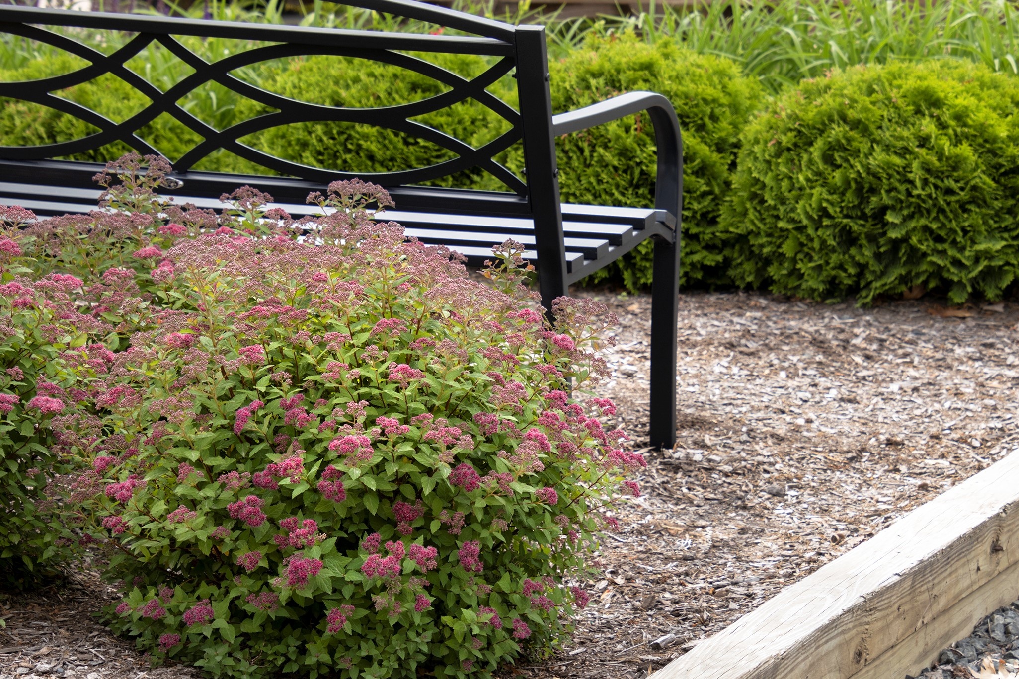 Lil' Flirt Spirea, Spiraea japonica 'SMSJMLA' PP #30,591, Monrovia