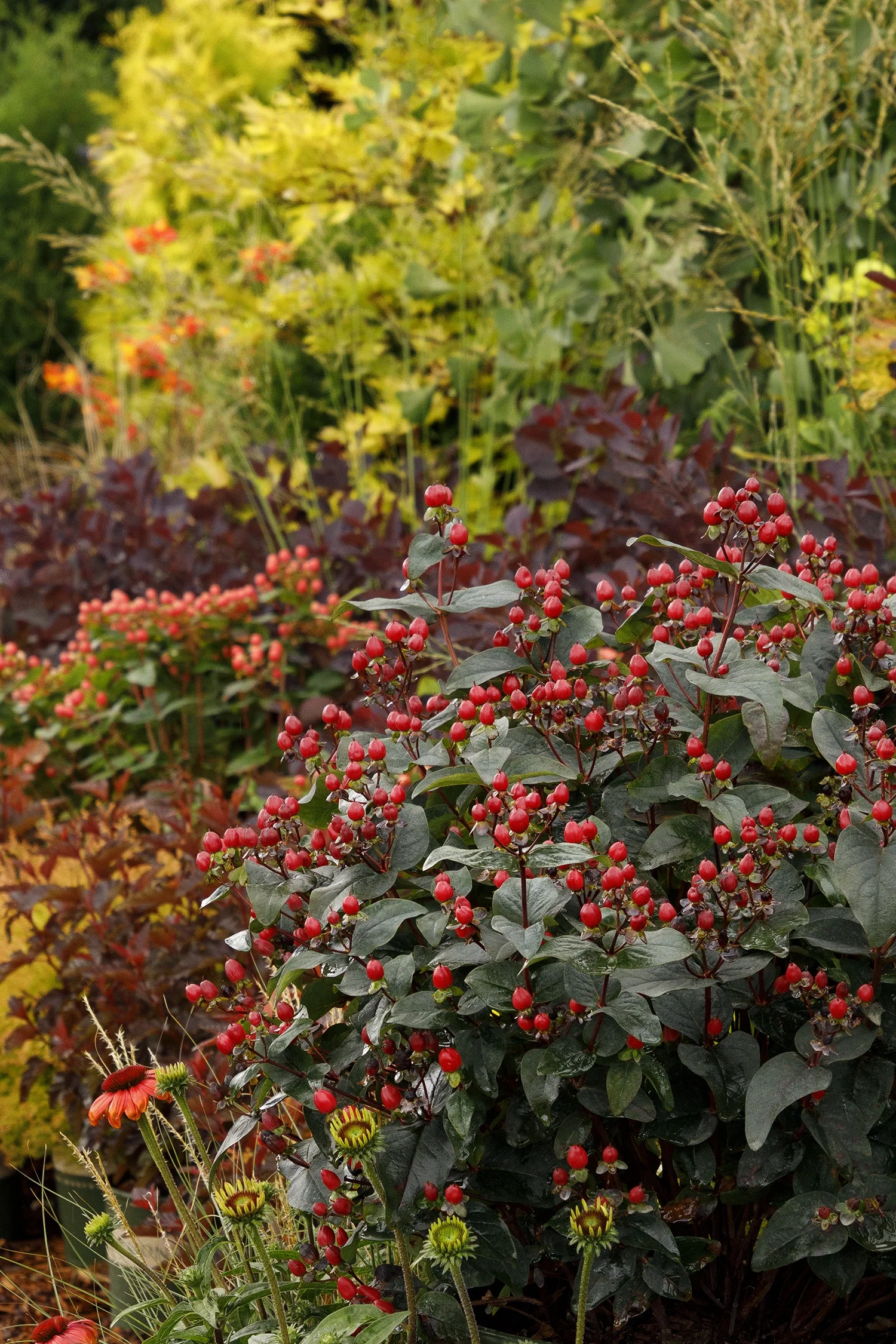 {{#169}}Monrovia, by Doreen Wynja