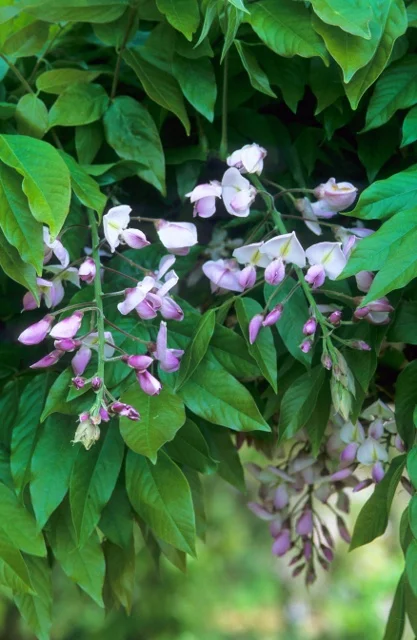 Howard Rice / GAP photos