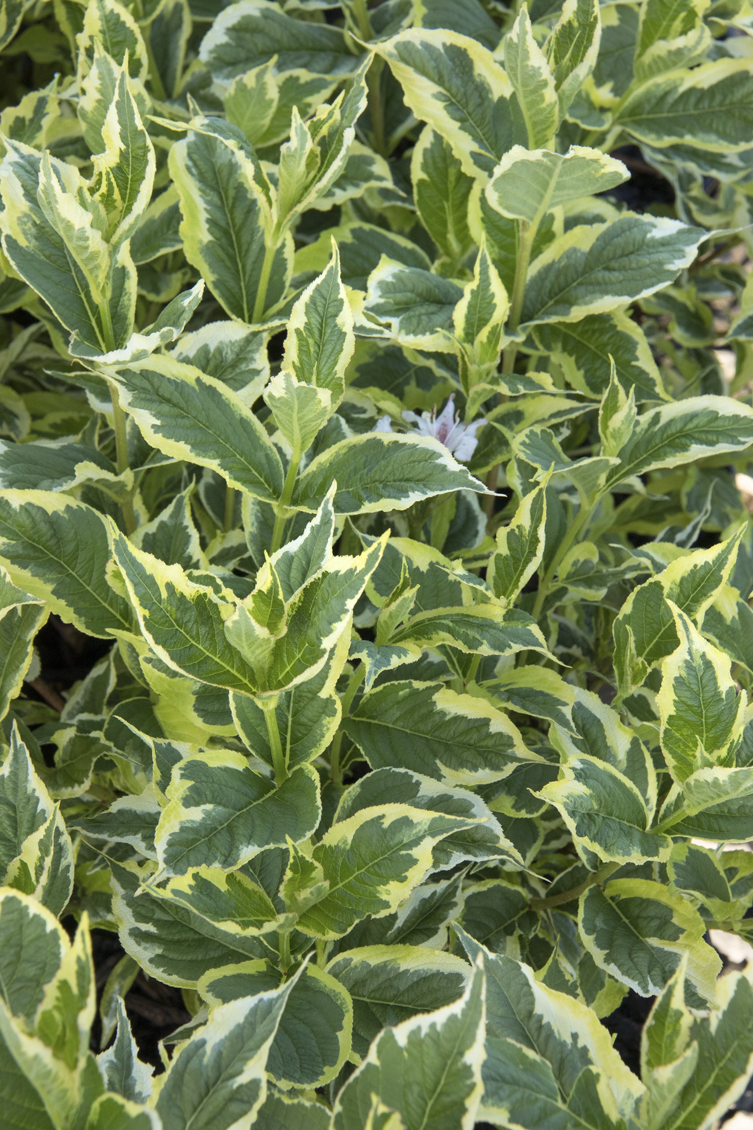 Monrovia Weigela - Thumbnail 5