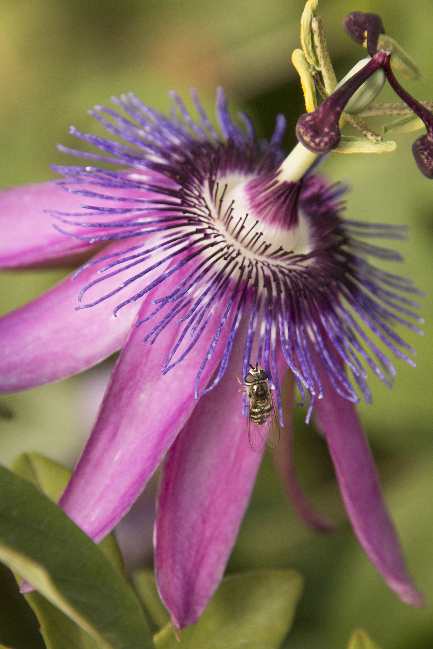 Lavender Lady Passion Flower, Passiflora x 'Lavender Lady', Monrovia Plant