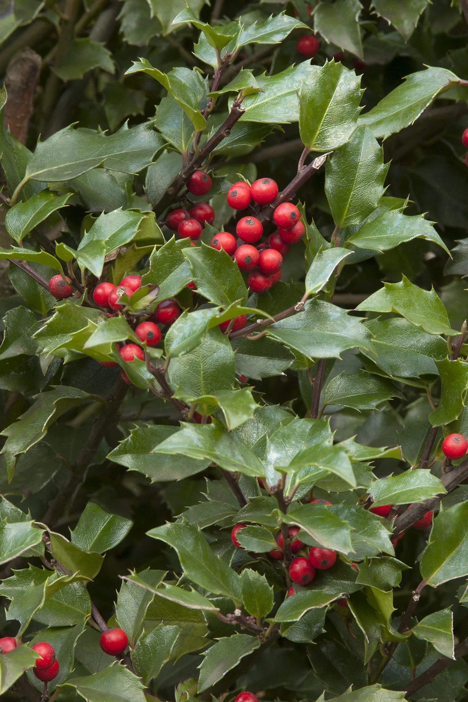 Blue Girl Holly (Ilex x meserveae 'Blue Girl') close-up showing bright red berries clustered on deep burgundy stems, surrounded by glossy dark green spiny leaves, demonstrating the plant's ornamental fruiting at peak maturity.