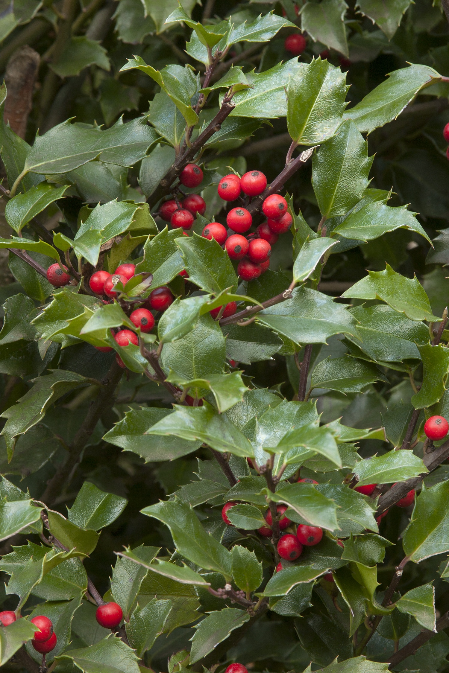 Berri-Magic® Kids Holly Combination, Monrovia Plant