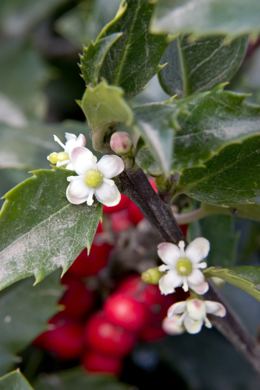 Blue Girl Holly, Ilex x meserveae 'Blue Girl', Monrovia Plant