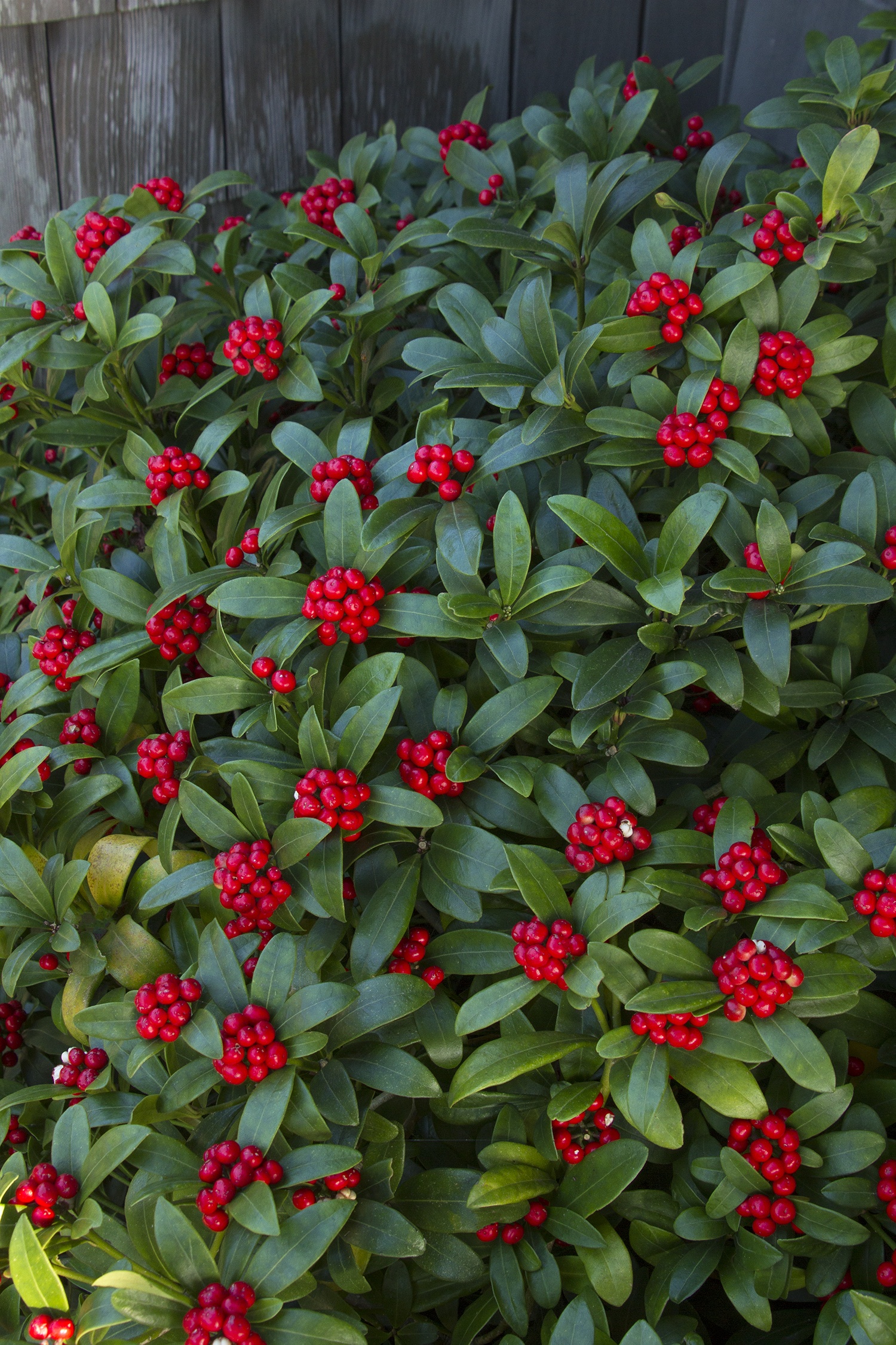 Reeves Skimmia