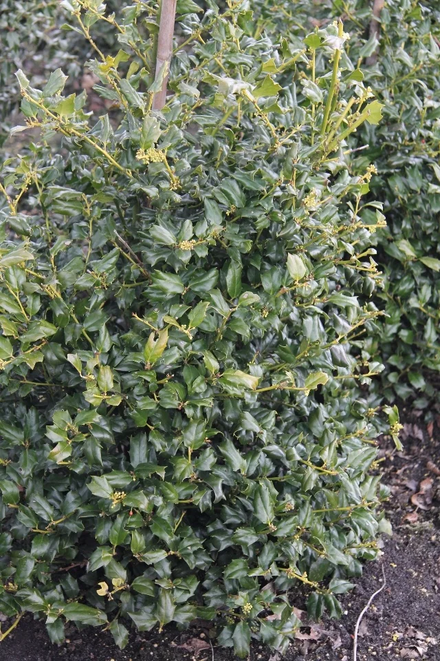 China Boy® Holly (Ilex x meserveae 'Mesdob') displaying dense, dark green foliage with small leaves and tiny yellow flowers along upright stems, shown at mid-growth stage in a garden setting to demonstrate mature plant form and flowering habit.