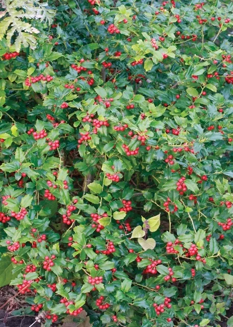 China Girl® Holly (Ilex x meserveae 'Mesog') displays dense, glossy green foliage with bright red berries clustered throughout the shrub, shown in a medium landscape view demonstrating the abundant fruiting and mature form.