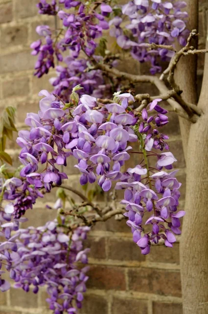 Okayama Silky Wisteria (Wisteria brachybotrys 'Okayama') displaying abundant cascading clusters of soft purple pea-like flowers on woody vines against a stone wall, demonstrating mature blooming habit on an established vine.