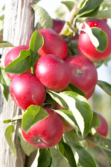 Three-Tier Combo Apple, Espalier, Monrovia Plant