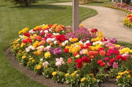 Bloomingdale II Persian Buttercup (Ranunculus asiaticus) massed in a curved garden border displaying vibrant yellow, red, pink, white, and coral double flowers at full bloom, demonstrating colorful landscape impact along a paved pathway.