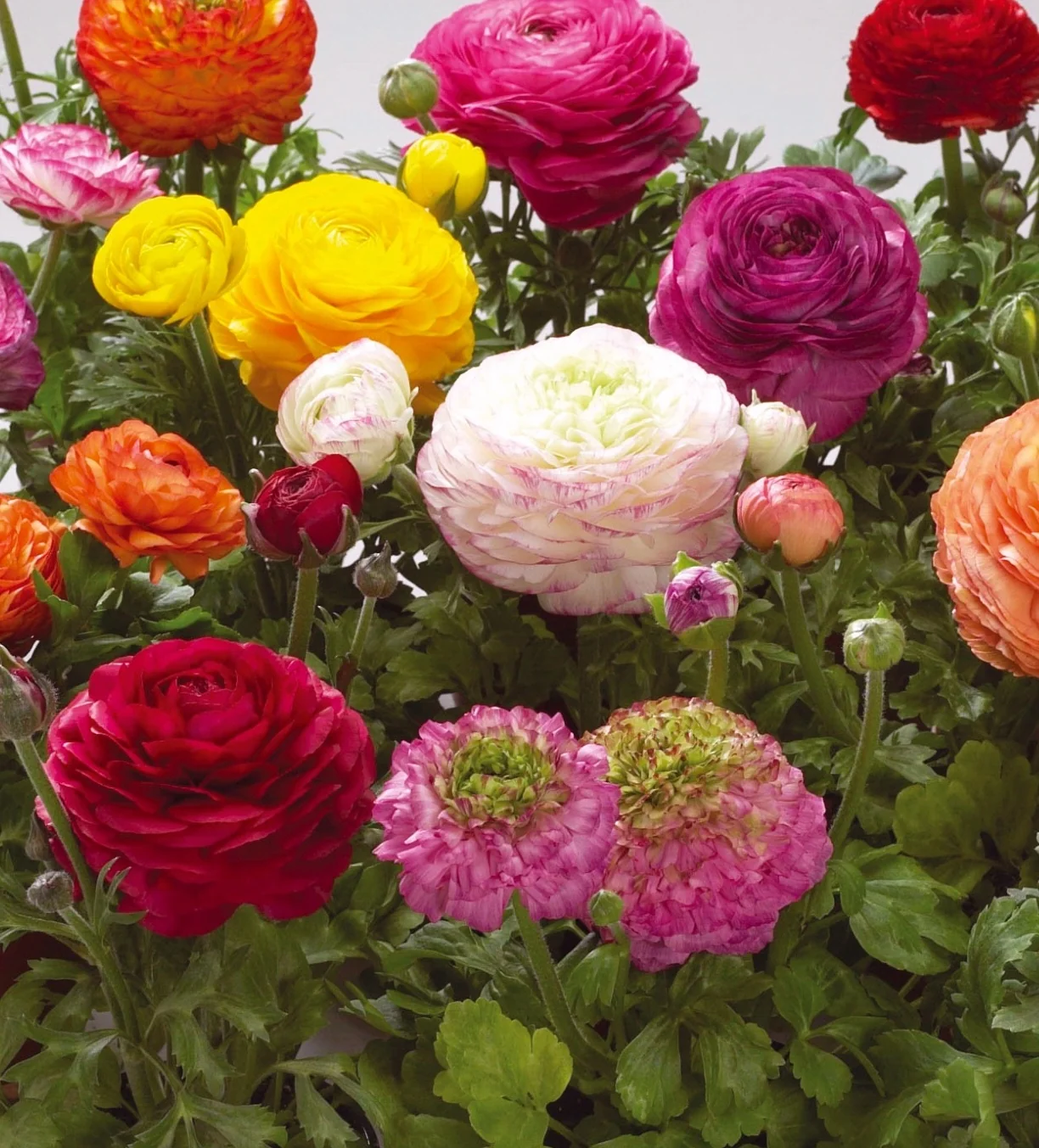 Close-up of vibrant Ranunculus asiaticus 'Bloomingdale II' Persian buttercup flowers in shades of red, magenta, yellow, pink, orange, and cream with densely layered petals, alongside unopened buds and green foliage, demonstrating the variety of colors available in this dwarf hybrid series.
