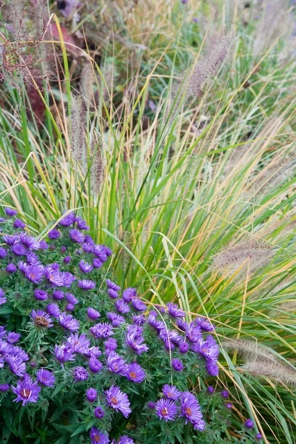 Manuea Goehner / GAP Photos