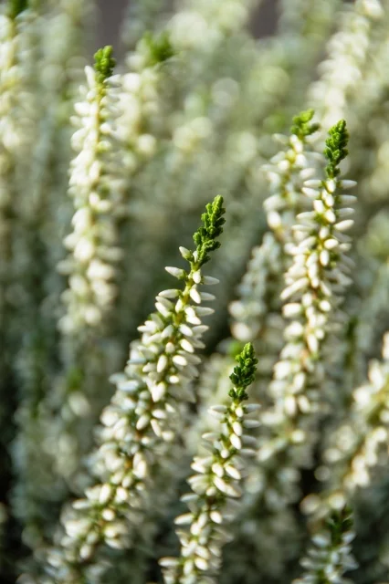 Valentina Scotch Heather, Calluna vulgaris 'Valentina', Monrovia Plant