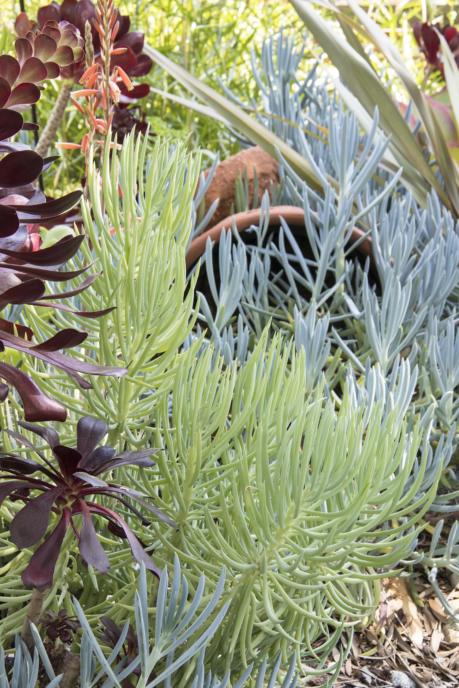Serpents Blue Chalk Fingers, Senecio vitalis 'Serpents', Monrovia Plant